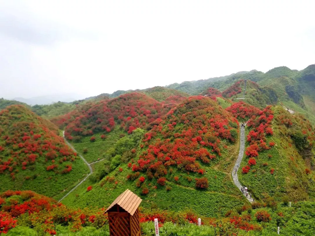 遵义市洪关乡杜鹃花图片