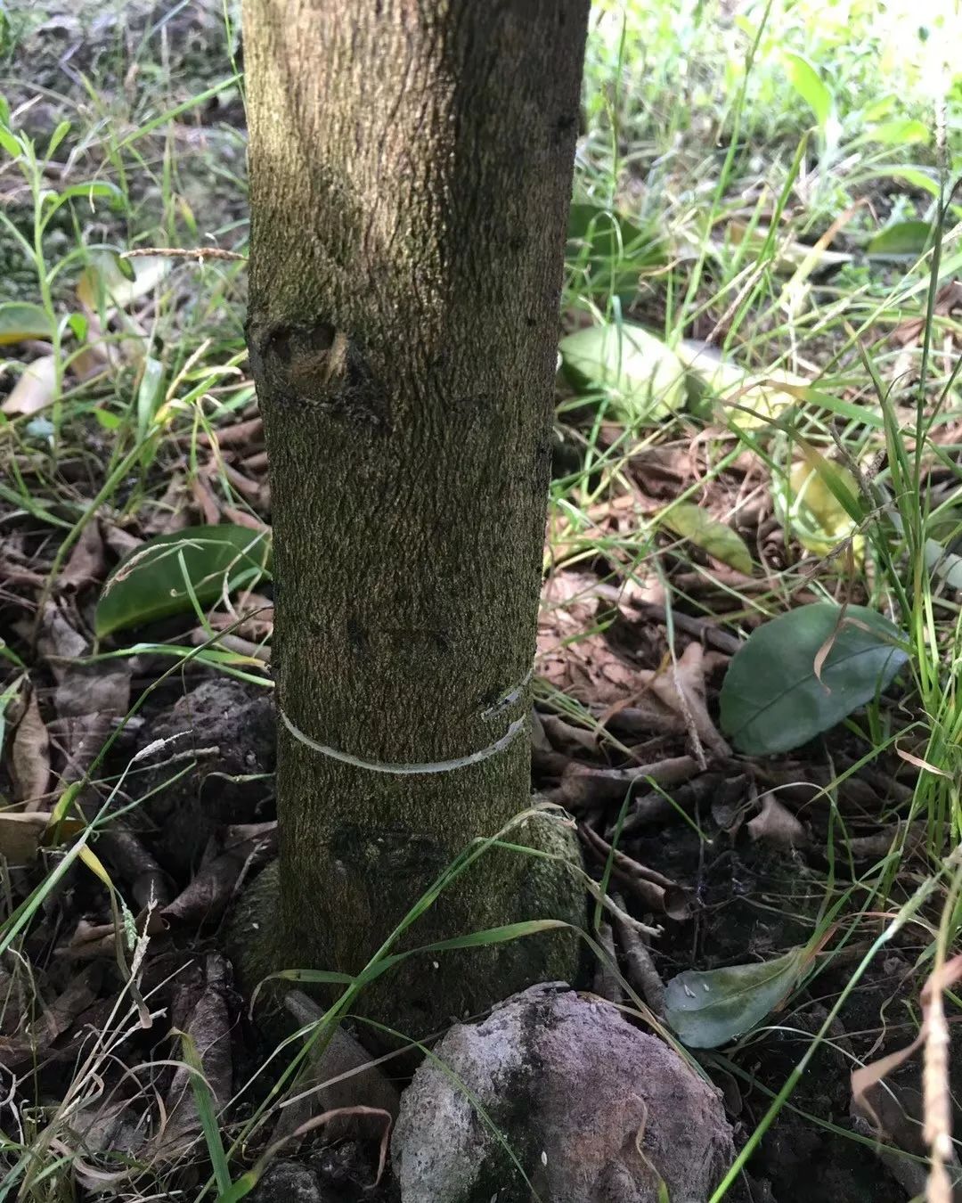 春梢转绿又到一年环割期柑橘环割环剥保花保果技术