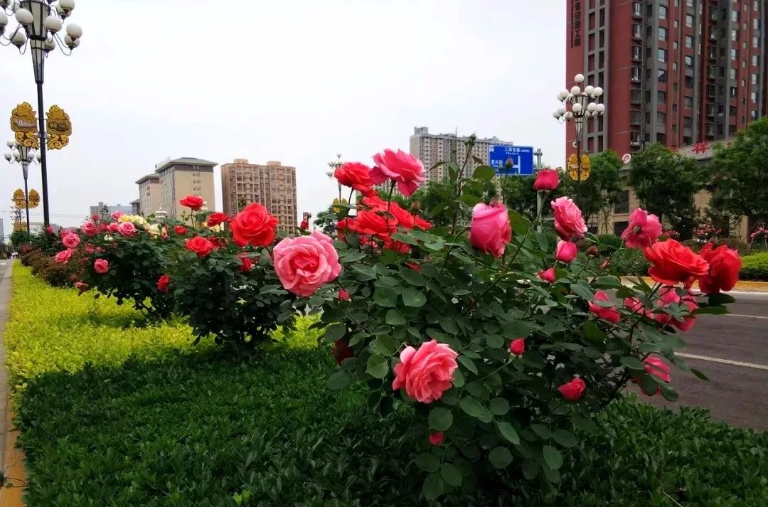 韩城:月季之城花开正艳,城市再添一道风景!