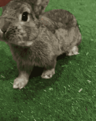 兔兔伯爵gif图图片