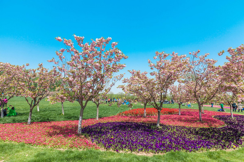 2022盐城大洋湾樱花节图片