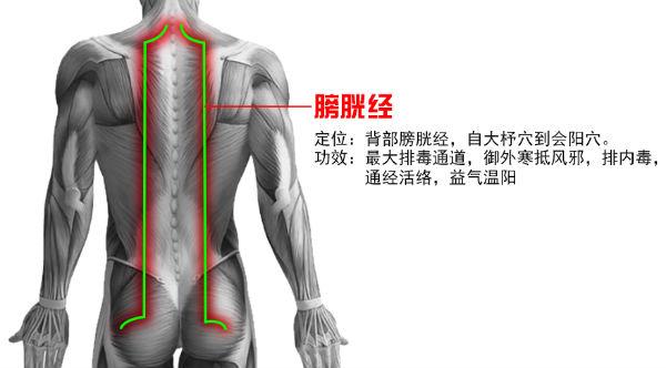 人体主要大筋走势图图片