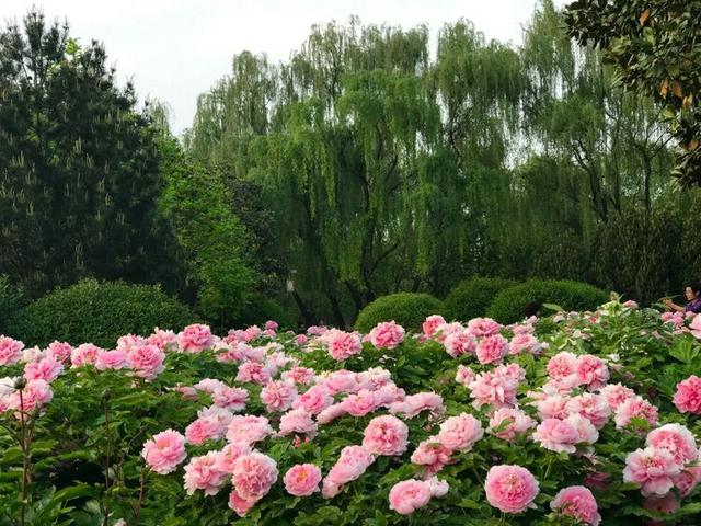 人间四月芳菲尽邙山牡丹始盛开洛阳免费公园牡丹也精彩