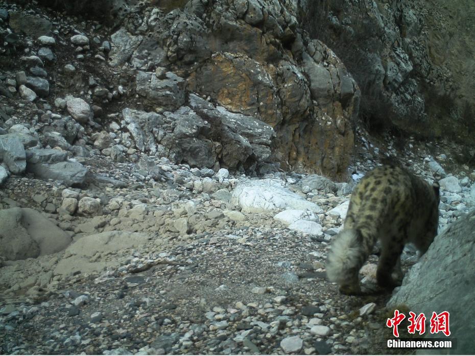 青海祁连山天峻区域拍摄到多个雪豹影像