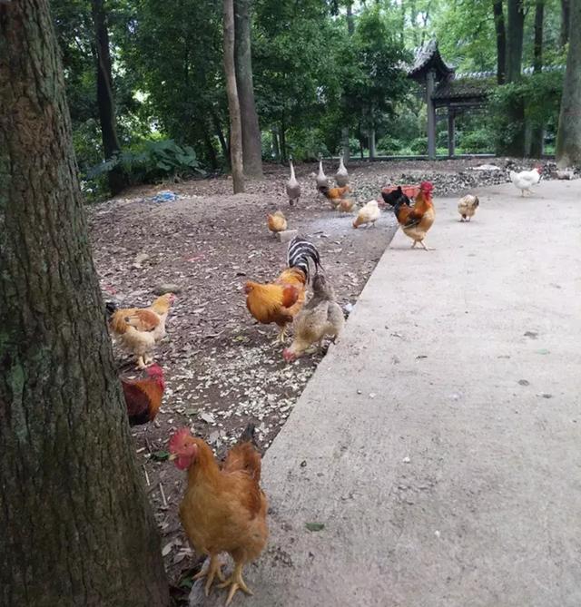 但又杀不得,赶不走,只好任由这些动物们,在寺院里独霸一方,安居乐业