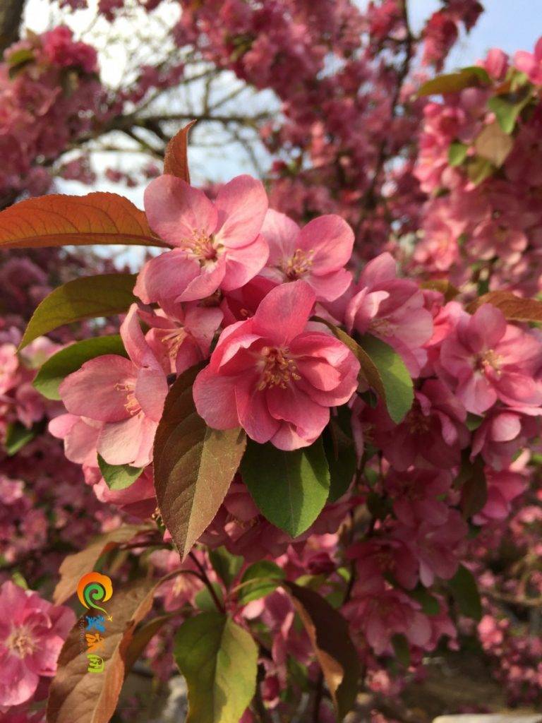 花团锦簇中,北部一排中式建筑,檐下挂匾,上书"海棠花溪"四个欧阳中石