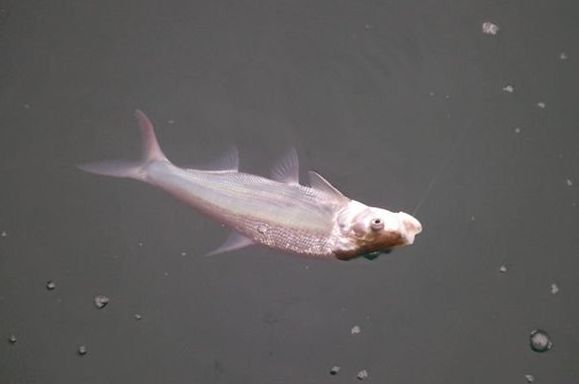 偷偷告訴你天熱後這樣釣黃尾魚比釣鯽魚好釣十多倍