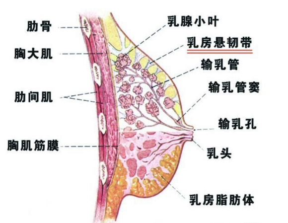 脊神经与动脉对乳房的影响