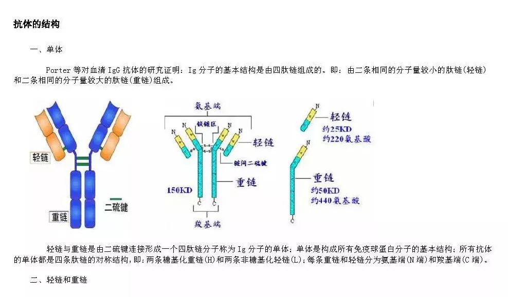 免疫球蛋白结构图图片