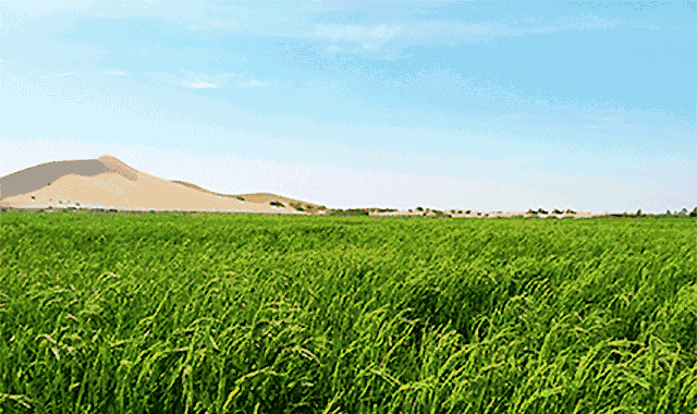 种子远高于一般水稻积温(2200912400℃)生长期的积温可以达到3200