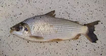 每天认识一种鱼216丨巴西鲷来自南美的新品种