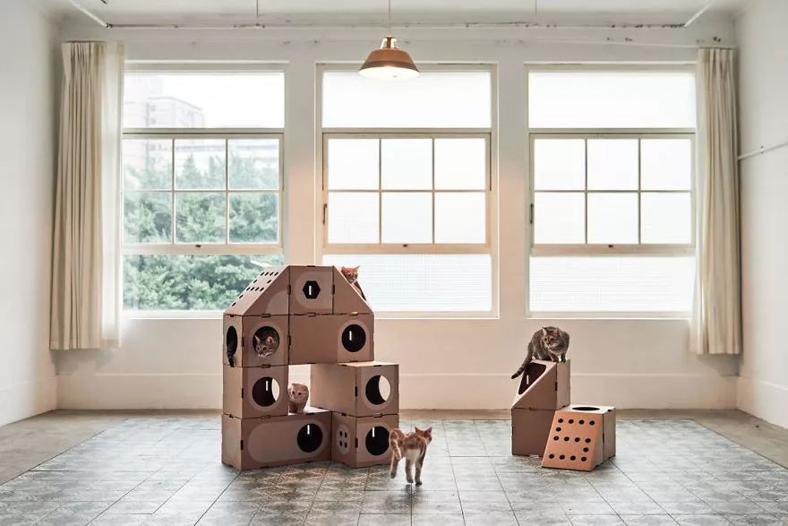 创意丨建筑师夫妇把纸板箱变成了猫咪城堡