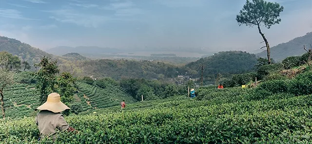 西湖未被發現的好景色,西湖龍井百年茶園.