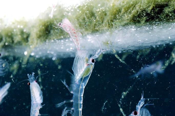 浮游生物|为什么说南极磷虾油纯净？