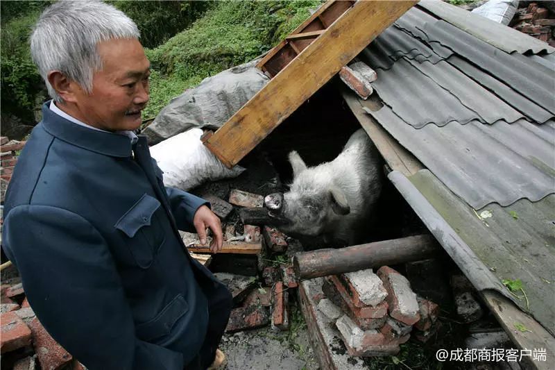 分別十年汶川地震豬堅強與主人再重逢只要你過好我們就開心