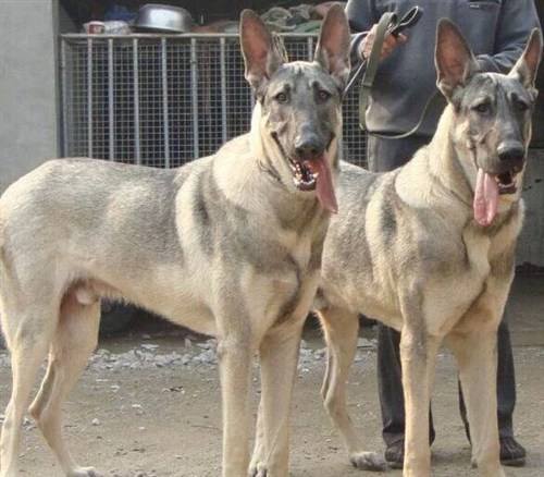 狼青犬怀孕一个月要吃什么钙片狼青犬吃什么东西补钙