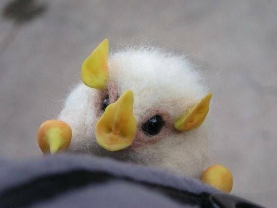 纯白色的蝙蝠你见过吗,网友发现一窝世界上最小的白蝙蝠