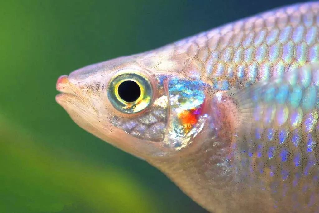 鱼的视力虽然差,但是它的眼睛,却能够清楚地分辨出光线的明与暗