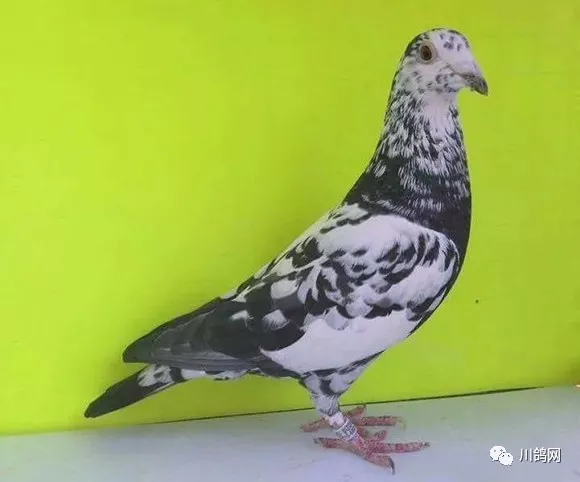 【赛鸽欣赏】多彩异色鸽,哪个最漂亮?