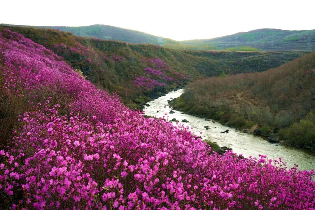 相約金達萊賞花季(附州內各地金達萊花期及預計開放時間)