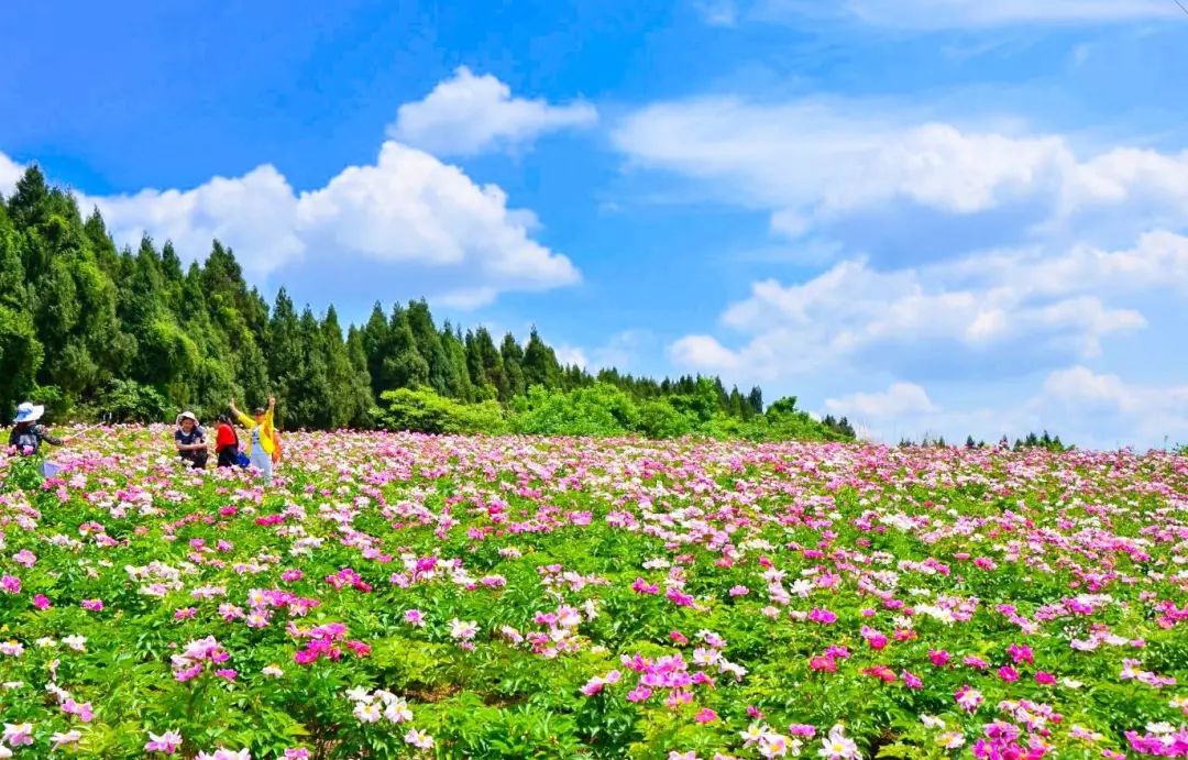 中国最美花海图片