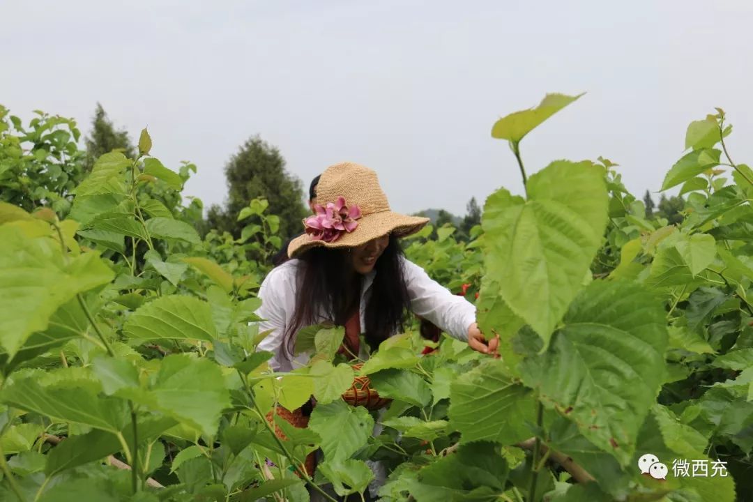 西充縣首屆蠶桑文化節開幕五一小長假走起摘桑果子去