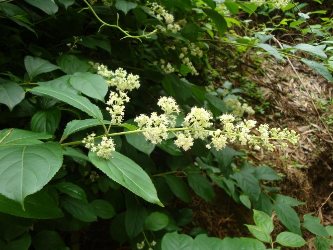 雷公藤药酒图片