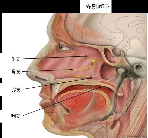 蝶腭神经节作为头颈部最大的副交感神经节,位于中鼻甲水平鼻腔外侧壁