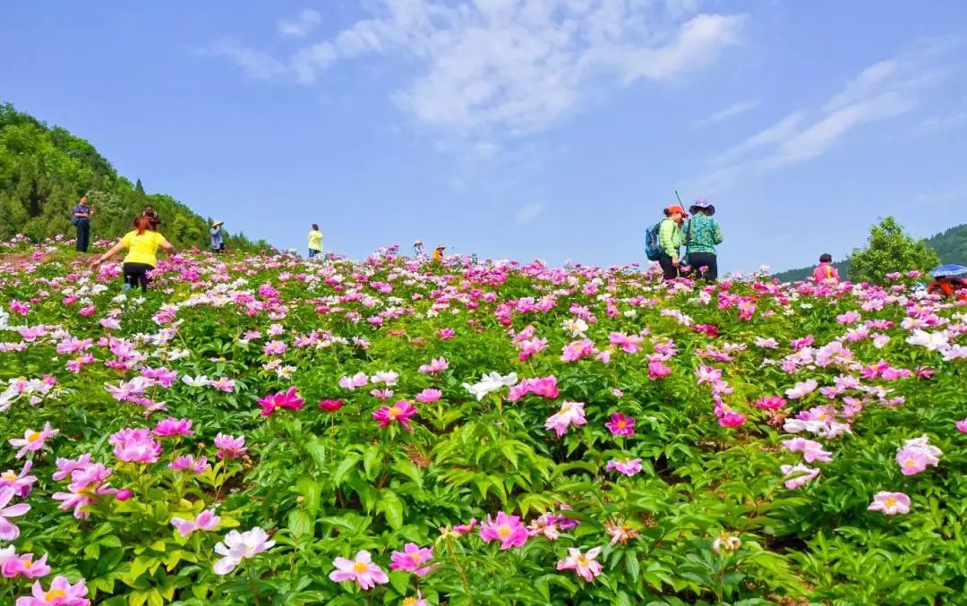 中国最美花海图片