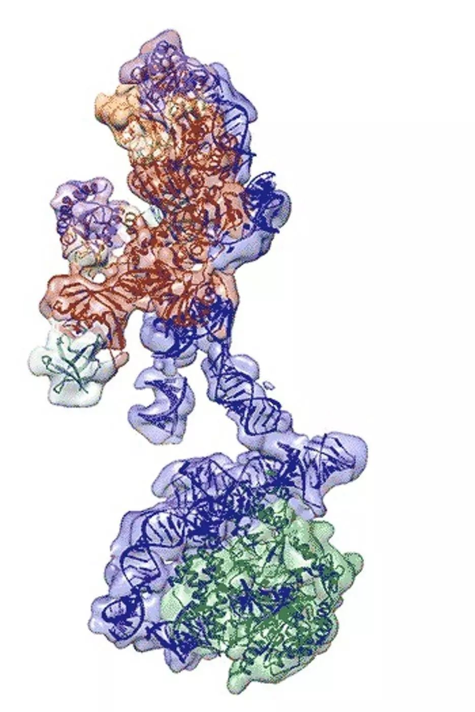 端粒酶的结构图片