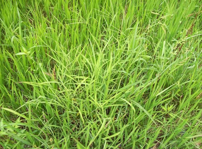 今年稻田杂草如何防治安全有效如何控制直播田稗草