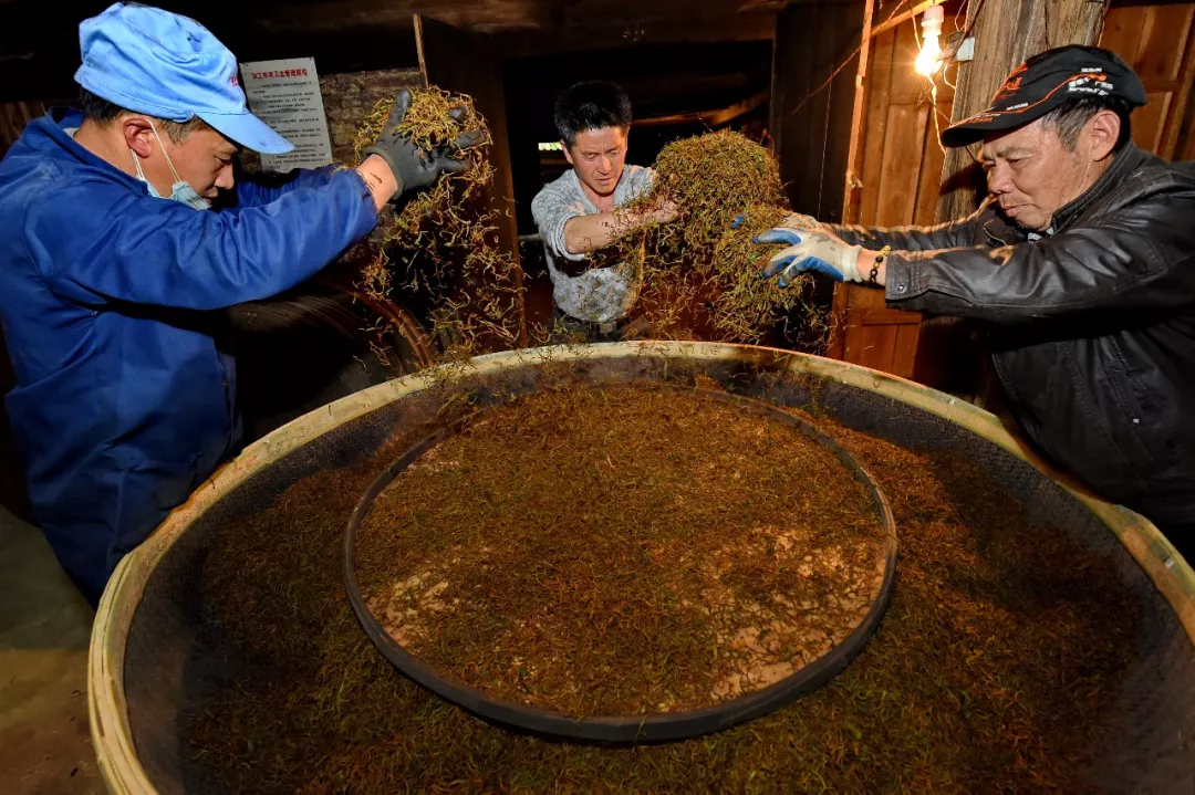 武夷山桐木村茶农在制作正山小种红茶(4月11日摄▲正山小种红茶