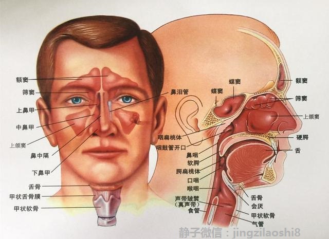 鼻炎构造解剖图图片
