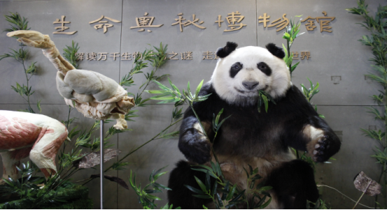 大熊猫标本事件图片