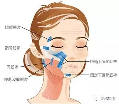支撑韧带连接皮肤与骨膜,起到固定面部皮肤的作用,最主要的几条韧带