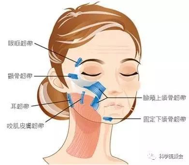 下颌韧带图片