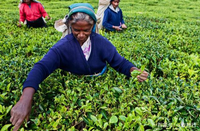 世界茶排行_2020年8月中国茶叶线上销售排行榜TOP30