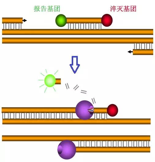 pcr擴增與熒光信號的收集(探針法)