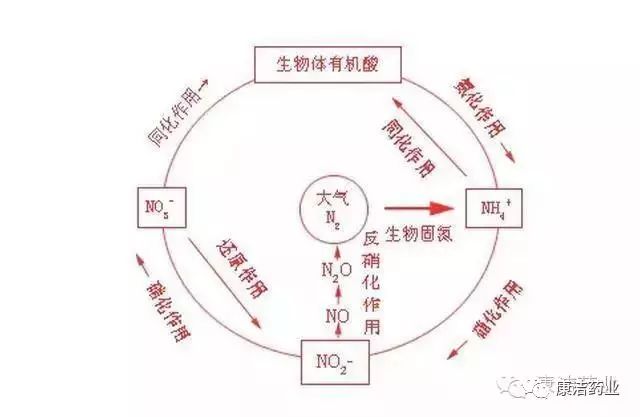 康洁03 75池塘生态的氮循环