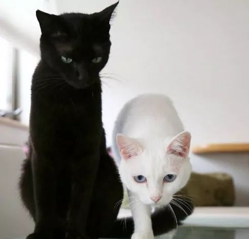 黑猫跟白猫一起合照,太美了