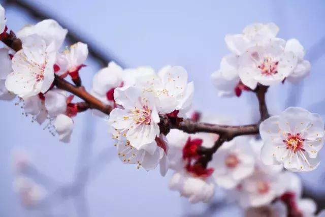 百花齊放的春天櫻花杏花梨花海棠你分得清嗎