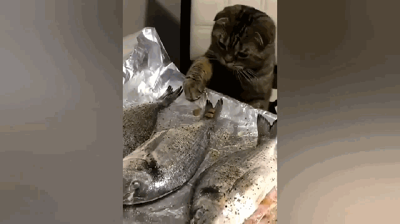 猫咪吃鱼套路深我真的不是想吃鱼我只是要拿回我自己的东西