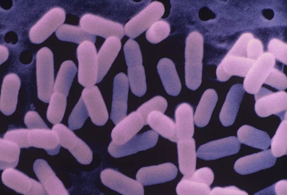 食品中存在的单增李斯特菌对人类的安全具有危险,该菌在4℃的环境中仍