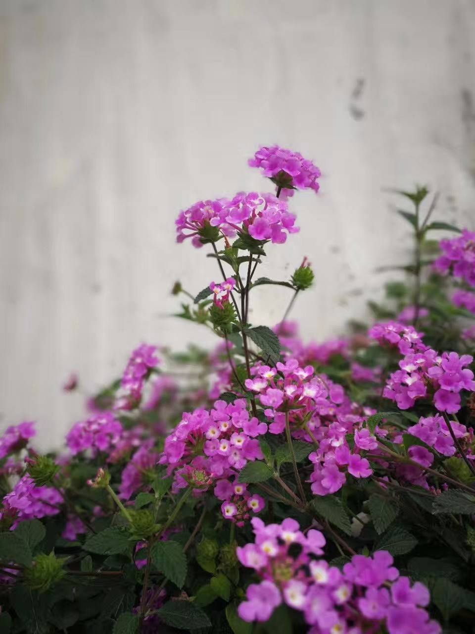 紫花臭草图片