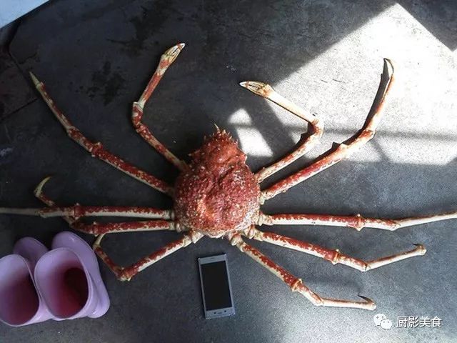 米深的淺海邊,還會被當地漁民擒獲,淪為人類的食物或水族館的