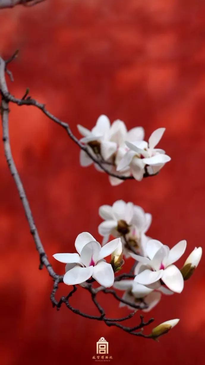 故宮的玉蘭花梨花海棠花杏花