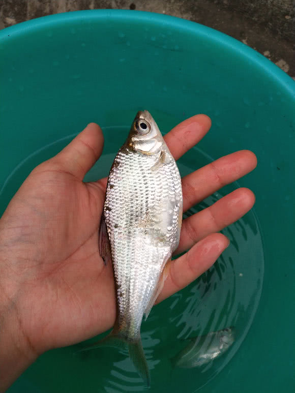 这种小鳊鱼,永远长不大,可是比普通的鳊鱼贵十倍