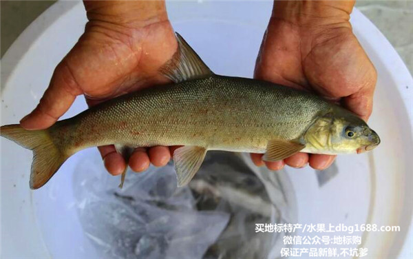 巫溪洋鱼即裂腹鱼已通过国家农业部的地理标志保护登记,全县裂腹鱼