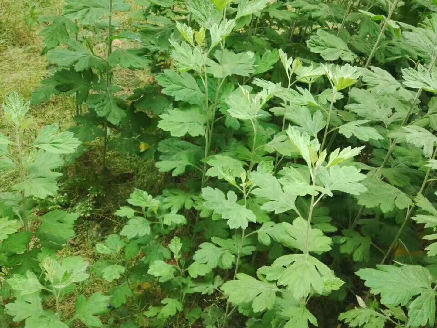 農村天然中草藥,白蒿艾蒿青蒿,很多人分不清楚,小夥帶你認識