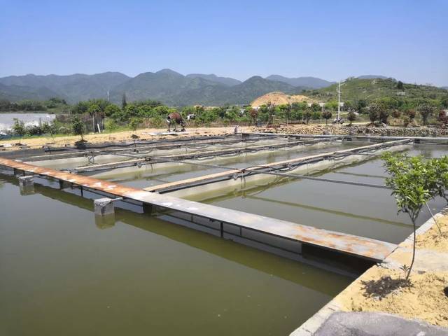 池塘建起养鱼跑道,常做有氧运动的鱼儿产量高